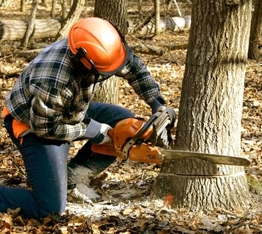Tree Removal in Saint Paul, NE